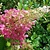 Hydrangea Paniculata 'Pink Lady' - 3 Plants