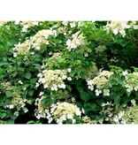 Hydrangea 'Petiolaris' - Climbing Hydrangea White - 3 Plants - Hardy - Garden Select