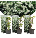 Hortensie 'Petiolaris' - Kletterhortensie Weiß - 3 Pflanzen - Winterhart - Garden Select