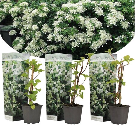 Hydrangea 'Petiolaris' - Climbing Hydrangea White - 3 Plants - Hardy - Garden Select