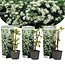 Hortensia ‘Petiolaris’ - Klimhortensia Wit - 3 Planten - Winterhard - Garden Select