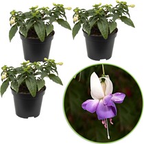 Fuchsia Delta Sarah - 3 Pflanzen