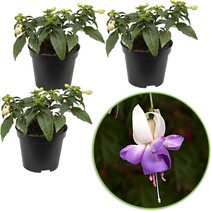 Fuchsia Delta Sarah - 3 Pflanzen