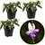 Fuchsia Delta Sarah - 3 Pflanzen