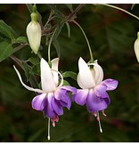 Fuchsia Delta Sarah - 3 Planten - Winterhard - Paars / Witte Bloemen