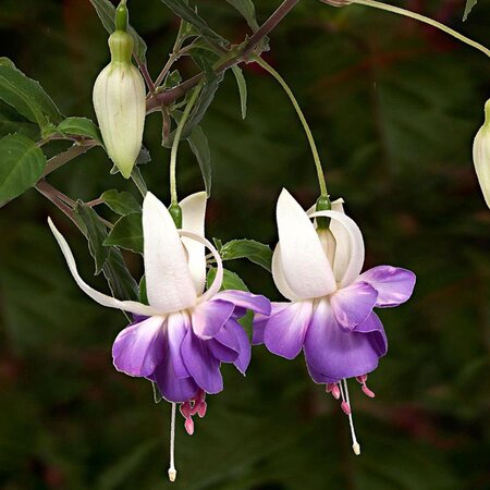 Fuchsia Delta Sarah - 3 Plants - Hardy - Purple / White Flowers