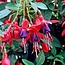 Fuchsia Lady Thumb - 3 Plants - Hardy - White/Pink Flowers - Garden-Select.com