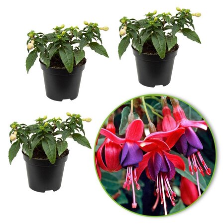 Fuchsia Lady Thumb - 3 Plants - Hardy - White/Pink Flowers - Garden-Select.com