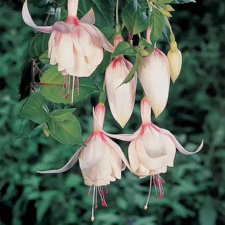 Fuchsia Annabel - Winterhard - Diverse Kleur Combinaties - Hangplant