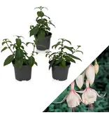 Fuchsia Annabel - Hardy - Various Colour Combinations - Pendant plant