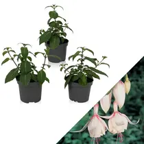 Fuchsia Annabel - 3 Planten