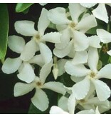 Weißer toskanischer Jasmin - 3 Pflanzen - Kletterpflanze - Direkt vom Gärtner