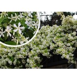 White Tuscan Jasmine - 3 Plants - Climbing plant - Direct from grower