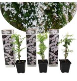 Weißer toskanischer Jasmin - 3 Pflanzen - Kletterpflanze - Direkt vom Gärtner