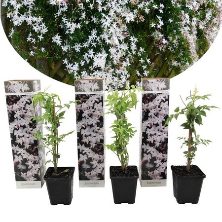 Witte Toscaanse Jasmijn - 3 Planten - Klimplant - Direct Van De Kweker