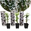 Witte Toscaanse Jasmijn - 3 Planten - Klimplant - Direct Van De Kweker