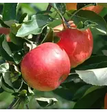Appelboom - Malus Gala - 4 Stuks - Zoete Appel - Handappel - Laagstam