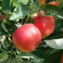 Appelboom - 'Malus Gala' - 4 Stuks - Zoete Appel