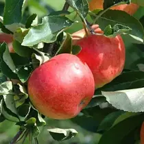 Apple tree - 'Malus Gala' - 4 Pieces - Sweet Apple