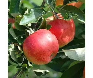 Apfelbaum - Malus Gala - 4 Stück - Süßer Apfel - Handapfel