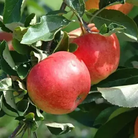 Apple tree - Malus Gala - 4 Pieces - Sweet Apple - Hand apple - Low stemmed