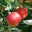 Apple tree - Malus Gala - 4 Pieces - Sweet Apple - Hand apple - Low stemmed