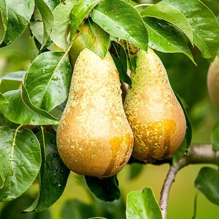 Pear Tree - Pyrus Conference - 4 Pieces - Hand Pear - Self-Pollinated - Sweet And Juicy