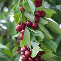 Kersenboom 'Prunus Sylvia' - 4 Stuks - Zoete Kers