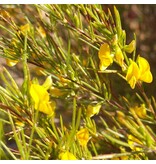 Rooibos Seeds (Aspalathus linearis) - 10 Seeds - Tea Plant - Grow your own