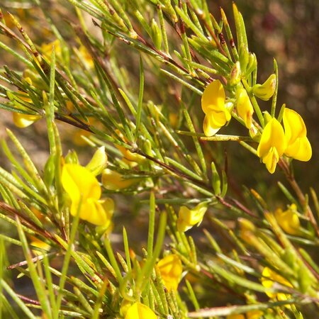 Rooibos Seeds (Aspalathus linearis) - 10 Seeds - Tea Plant - Grow your own