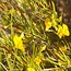 Rooibos Zaden (Aspalathus linearis) - 10 Zaden - Theeplant - Zelf Kweken