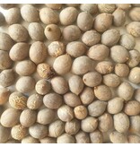 Hyophorbe lagenicaulis - Bottle palm - 5 seeds - Exotic Plants