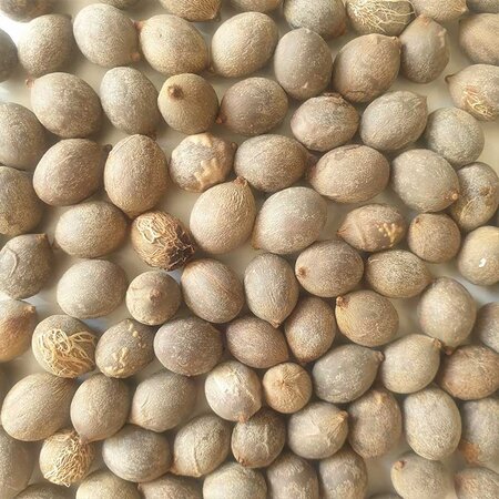 Hyophorbe lagenicaulis - Bottle palm - 5 seeds - Exotic Plants