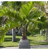 Hyophorbe lagenicaulis - Bottle palm - 5 seeds - Exotic Plants