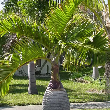 Hyophorbe lagenicaulis - Bottle palm - 5 seeds - Exotic Plants