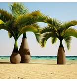 Hyophorbe lagenicaulis - Flaschenpalme - 5 Samen - Exotische Pflanzen