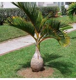 Hyophorbe lagenicaulis - Bottle palm - 5 seeds - Exotic Plants