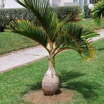 Hyophorbe lagenicaulis - Bottle palm - 5 Seeds