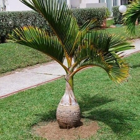 Hyophorbe lagenicaulis - Bottle palm - 5 seeds - Exotic Plants