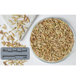 Pachypodium lamerei 20 Zaden - Dwergplant - Exotische Zaden