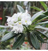 Pachypodium lamerei 20 Zaden - Dwergplant - Exotische Zaden
