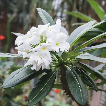 Pachypodium lamerei 20 Zaden - Dwergplant - Exotische Zaden