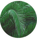 Phoenix Roebelenii - 10 Samen - Exotische Samen - Pflanzen online kaufen