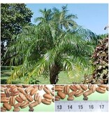 Phoenix Roebelenii - 10 Seeds - Exotic Seeds - Buy Plants Online