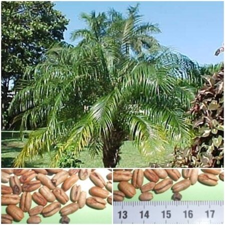 Phoenix Roebelenii - 10 Zaden - Exotische Zaden - Planten Online Kopen