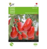Buzzy Tomatoes "Roma VF" - Solanum lycopersicum - Italian Tomatoes