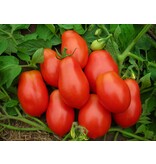 Buzzy Tomatoes "Roma VF" - Solanum lycopersicum - Italian Tomatoes