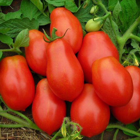 Buzzy Tomaten "Roma VF" - Solanum lycopersicum - Italiaanse Tomaten