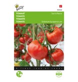 Buzzy Tomato Saint Pierre - Eternally Old French Tomato - Delicious Meat Tomato