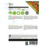 Buzzy Tomato Marmande VR - Delicious Juicy, Sweet Flesh Tomatoes - Large Tomatoes